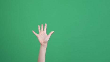 el concepto de contar con los dedos. la mano del niño levantada muestra 1, 2, 3, 4, 5 dedos hacia arriba sobre el fondo de la pantalla verde de la tecla de croma.