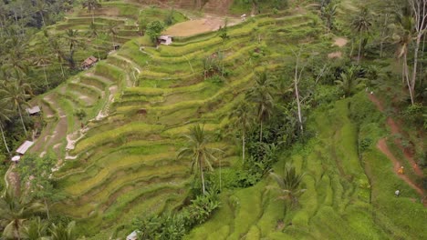 toma aérea cinematográfica suave de drones de las icónicas terrazas de arroz de ubud en bali con vibrantes patrones verdes de cultivos en el día nublado-2