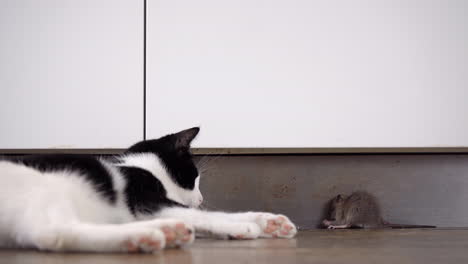 A-european-shorthair-cats-watching-a-brown-norway-rat-sitting-still-on-the-floor-inside-the-house