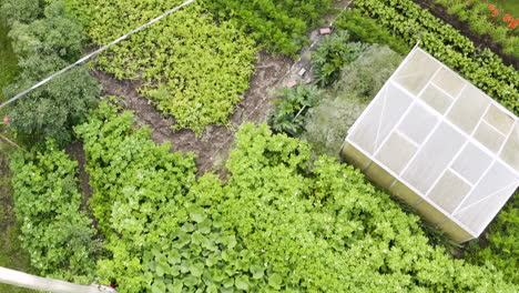 scenic landscape flight directly above small green vegetable food garden with rows potatoes, carrots and cucumbers plants, overhead aerial backward