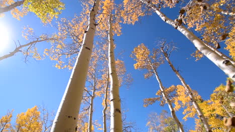 árboles de álamo contra el cielo azul