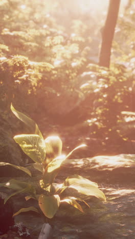 planta iluminada por el sol en un bosque exuberante