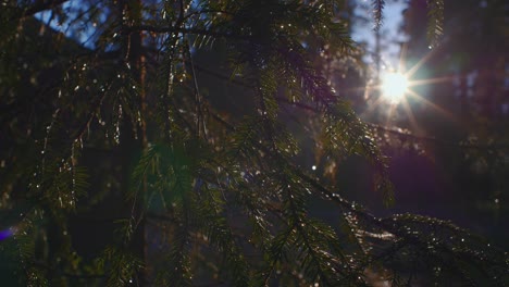 slow slide left of forest sunset though close-up of conifer tree branches in ruovesi finland