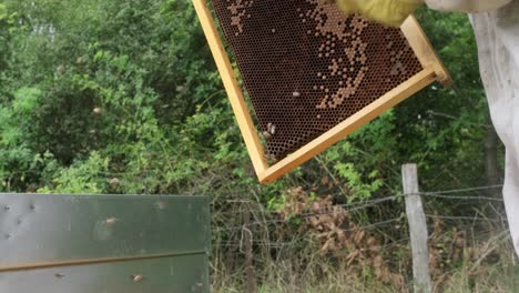 Apicultor-Sosteniendo-Un-Panal-Lleno-De-Abejas