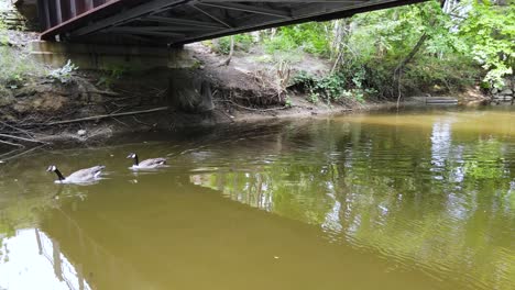 under a bridge, aerial pan while hovering over water to follow geese as they swim by