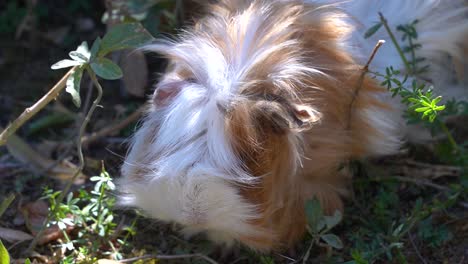 close up view of hairy guinea pig eating from ground in garden setting