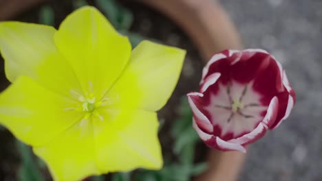 primer plano de un tulipán amarillo y un tulipán rojo
