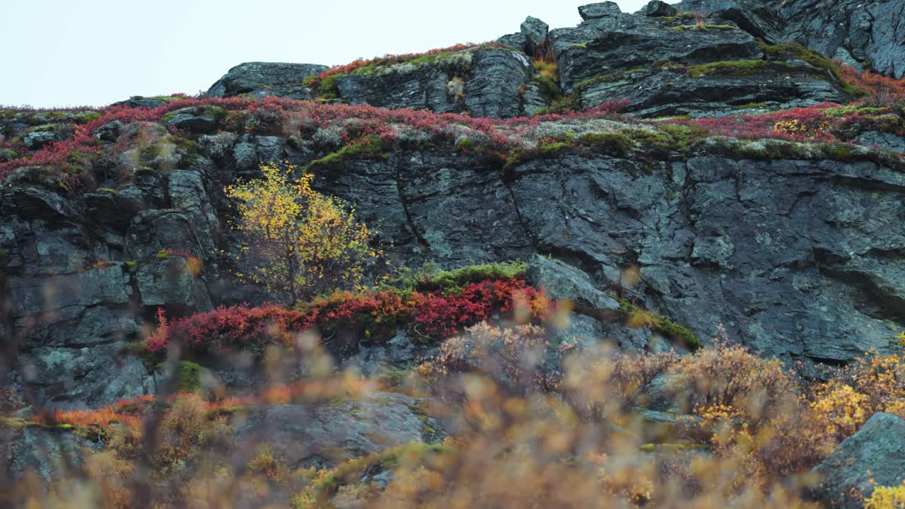 은색과 노란색의 잎자루가 바위에 붙어있는 은 절벽이 활기찬 가을 색으로 장식되어 있습니다.