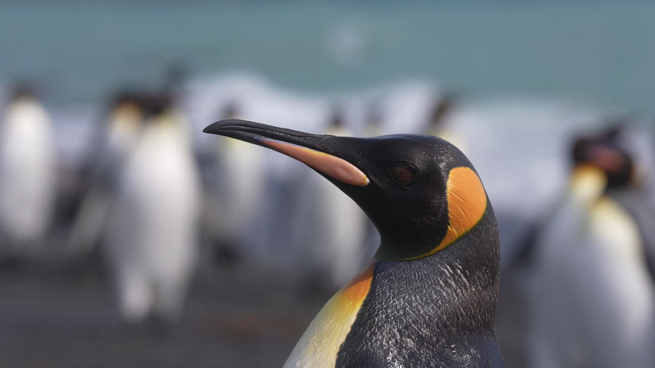 primer plano de la cabeza del pingüino rey caminando en la playa de la isla de georgia del sur, hábitat natural y lugar de anidación de la colonia