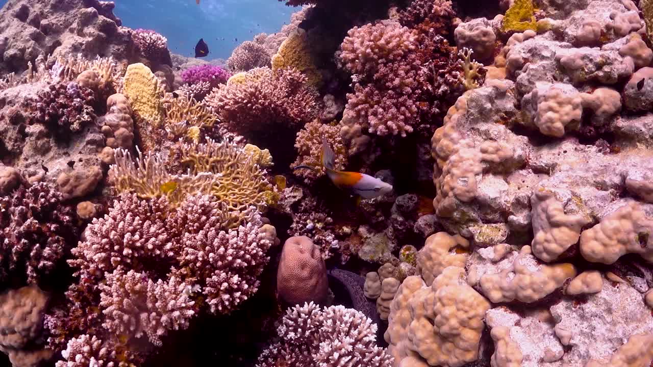 Coralli viola e rosa nel Mar Rosso, Egitto.
