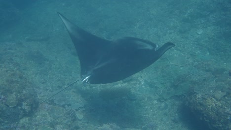 manta ray fish swimming close to sea bottom close up