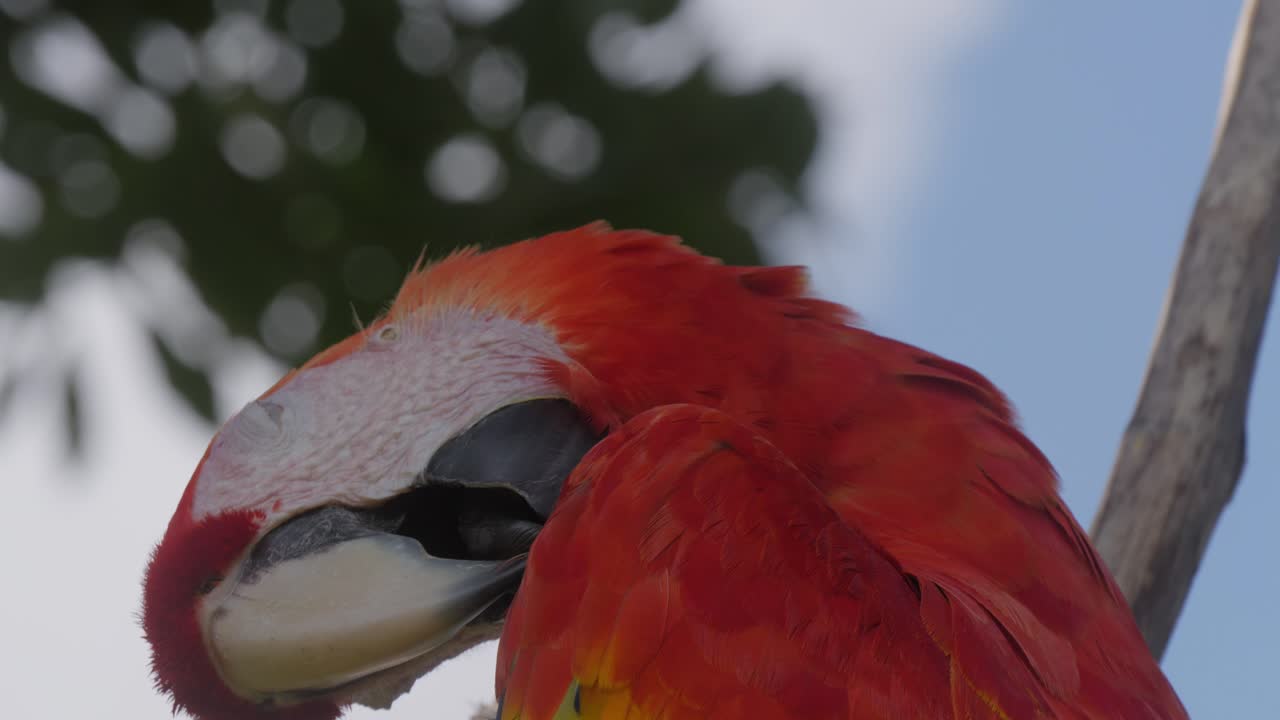 primer plano de un vibrante guacamayo escarlata posado en una rama contra el cielo