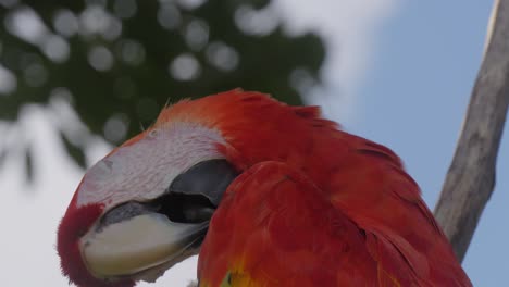 close-up of a vibrant scarlet macaw perched on a branch against sky