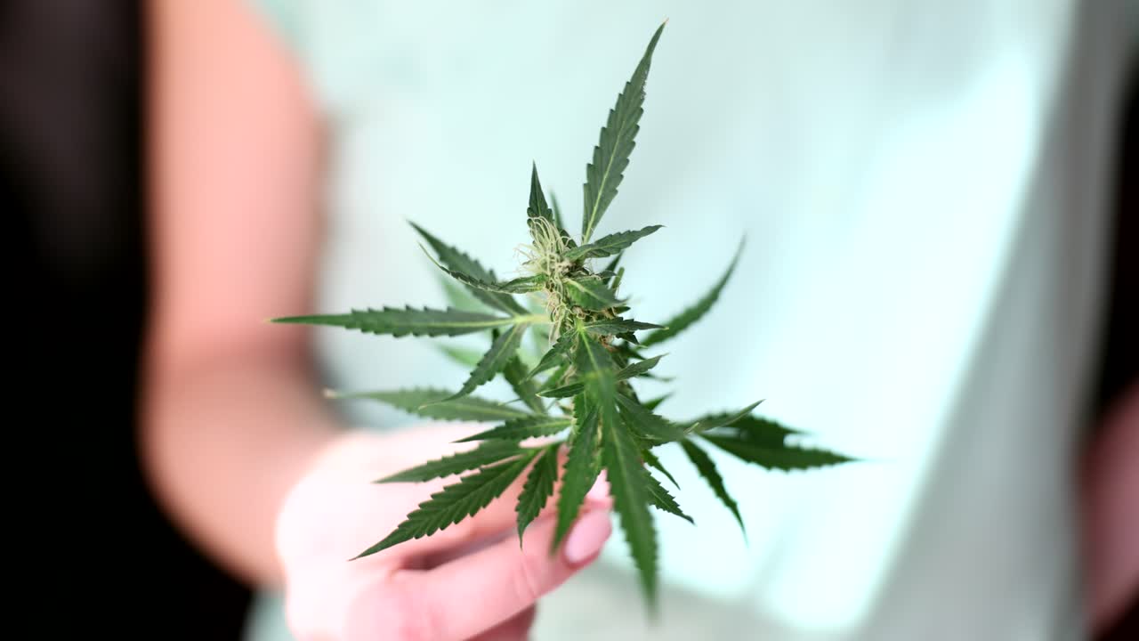 A person holding a cannabis plant with a budding flower