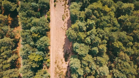 Drone-Volando-Alto-Sobre-Un-Pasillo-Forestal-Con-Vista-De-Pájaro