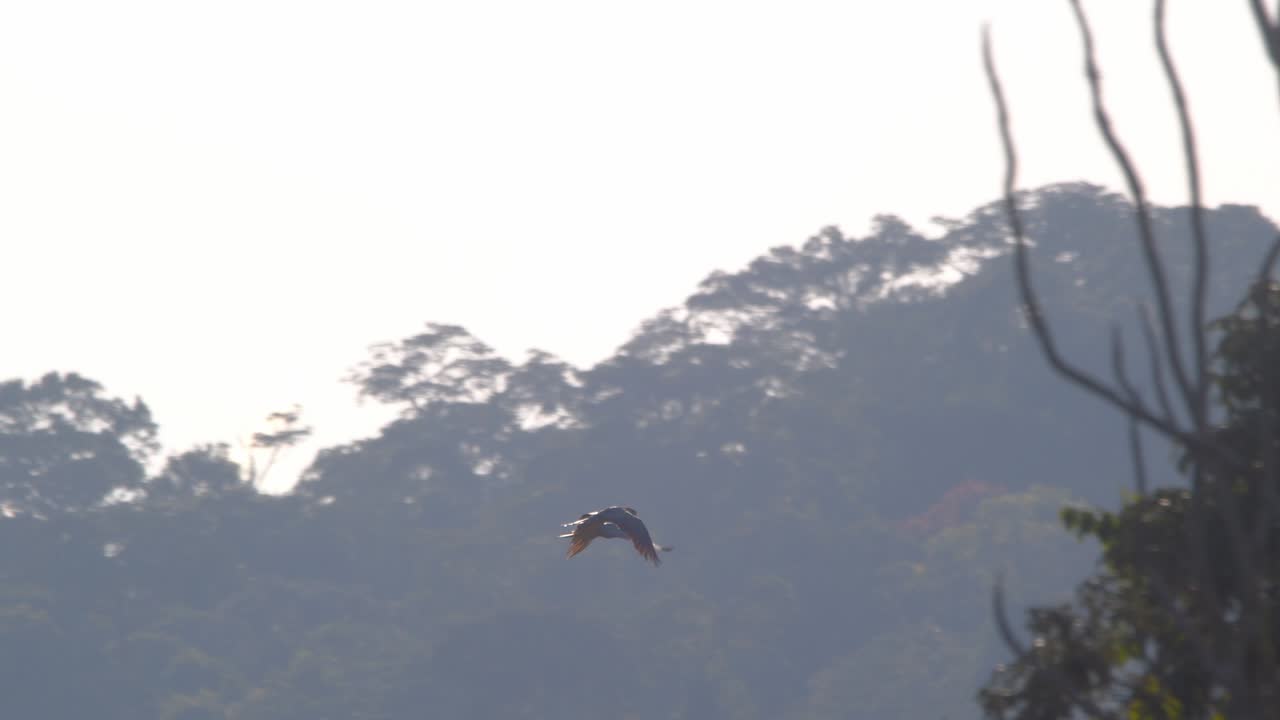 A macaw pair soars in silhouette across the treetops of Peru’s rainforest under the bright midday sun.