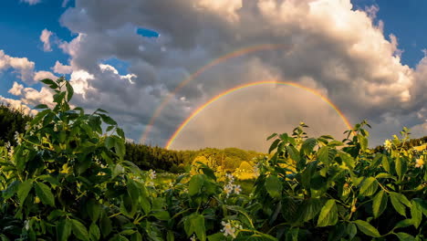 double rainbow over a lush garden