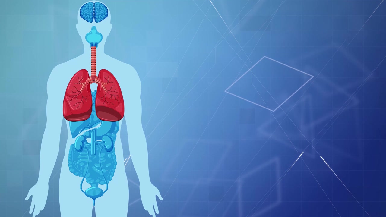 Illustrazione medica animata dell'anatomia del corpo umano che evidenzia i polmoni dell'apparato respiratorio su uno sfondo digitale blu