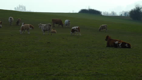 a herd of cows grazing on a hill during a sunny autumn day