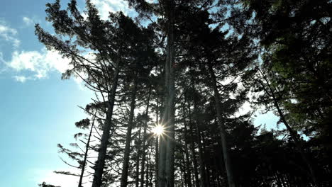 big fir trees in woodland with sun flare through hardwood trunks