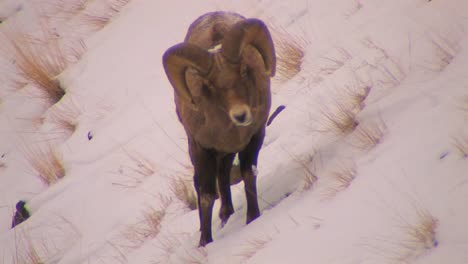 Ein-Dallschaf-Weidet-Im-Schnee