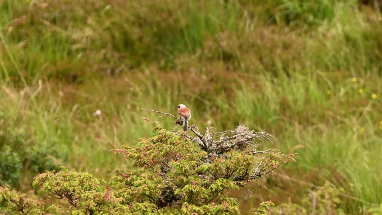 Slow motion telezoom clip of male red backed shrike sitting still on branch. Blurred green grass in background highlights bird detail and calm posture