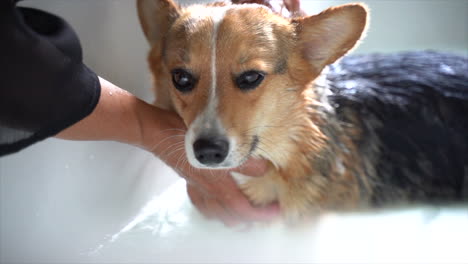 corgi con los ojos cerrados amando un baño