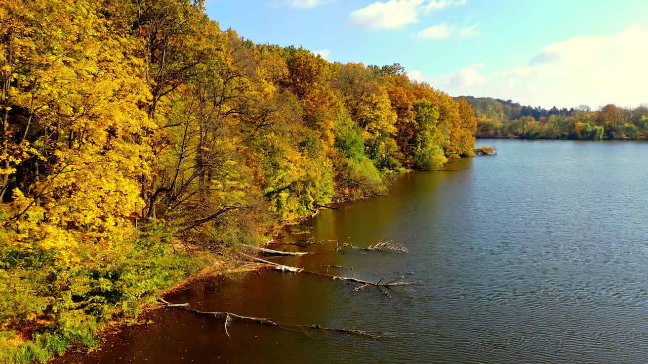 Bank of the narrow river overgrown with colorful trees. Drone footage of diverse in color autumn woods. Sunny day backdrop.