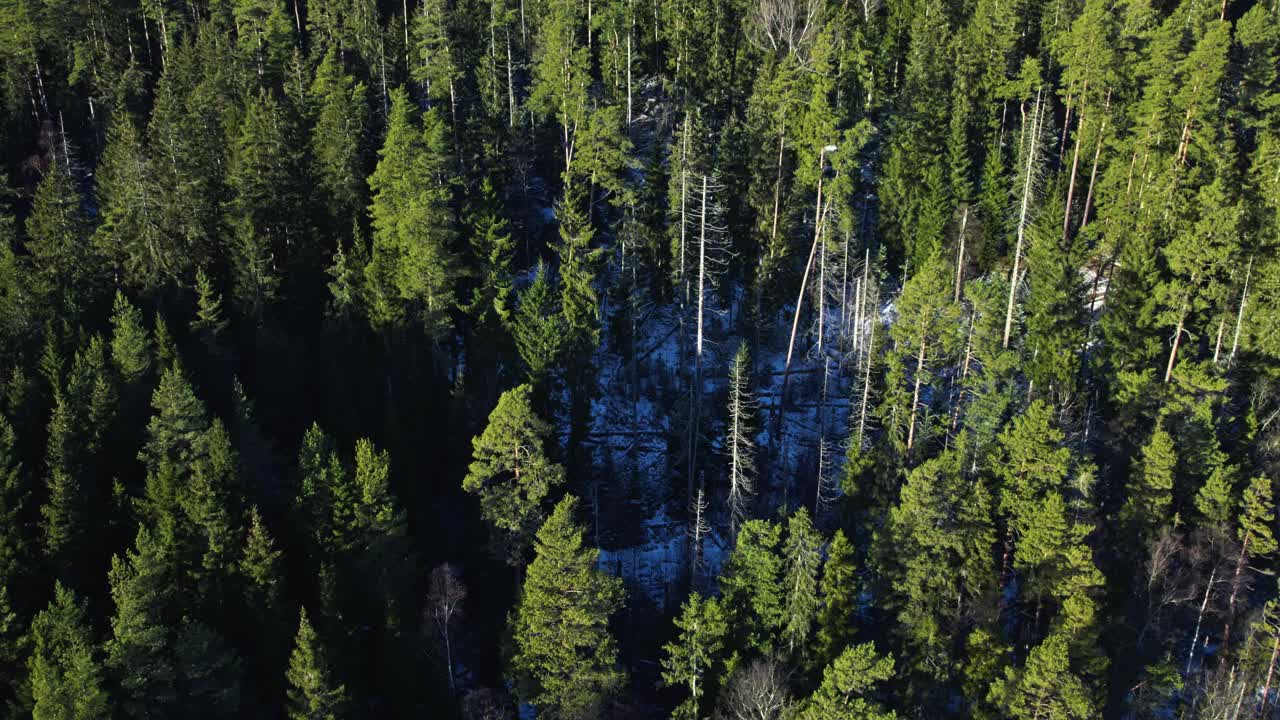 Aerial view of dense old growth spruce forest with snow patches in Klippans Nature Reserve near Hindås, Sweden