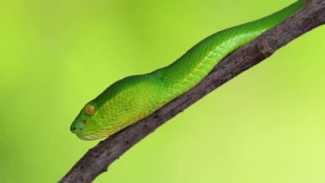 la víbora de labios blancos es una víbora venenosa endémica del sudeste asiático y a menudo se encuentra durante la noche esperando en una rama o rama de un árbol cerca de un cuerpo de agua con muchos alimentos