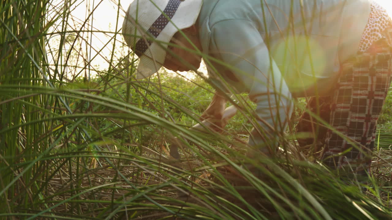 Close up shot of a farmer collecting bundles of green straws before drying for making traditional mattress in Quang Nam province, Vietnam.