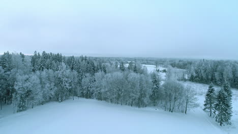 Drone-flying-towards-snow-covered-spruce-trees-later-revealing-wild-and-majestic-winter-landscape-with-grey-sky-at-the-background