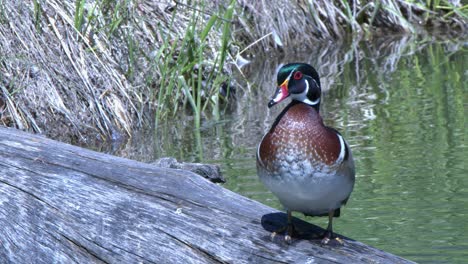 Colorful-iridescent-plumage-of-male-Wood-Duck-as-he-grooms-on-pond-log