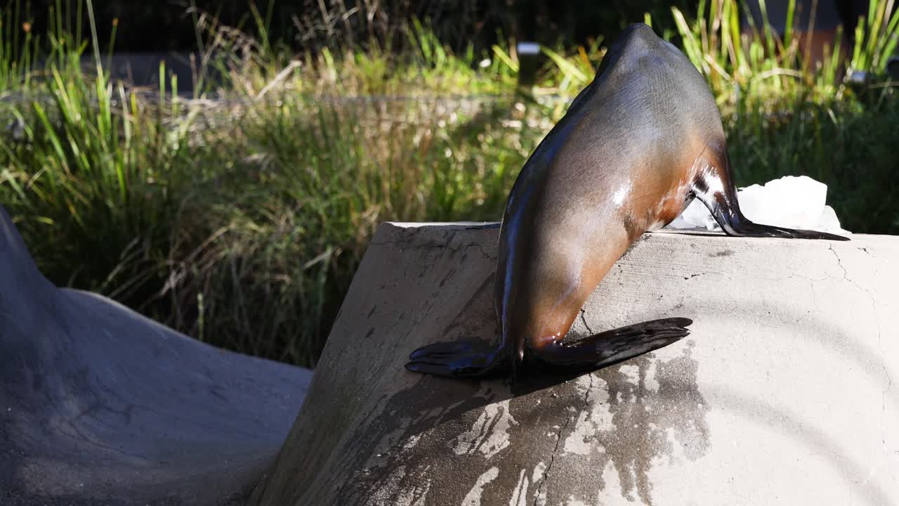 foca escalando una roca en el zoológico