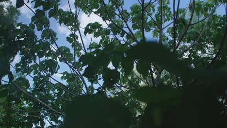 Looking-up-at-the-sky-through-trees