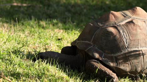 a tortoise eating grass in a zoo