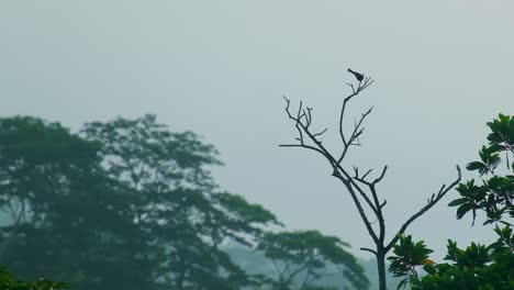 Silhouette-Eines-Vogels,-Der-Am-Abend-Im-Amazonaswald-Auf-Einem-Ast-Eines-Baumes-Sitzt