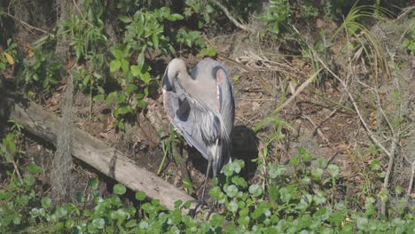 la gran garza azul seca sus alas en florida.