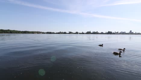 Familia-De-Patos-Nadando-En-Kralingse-Plas-Rotterdam,-Países-Bajos,-En-Un-Día-De-Verano