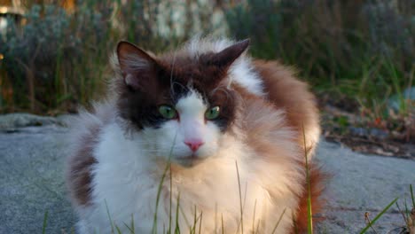 furry pedigree cat in garden at sunset, suddenly excited, focusing sight on prey