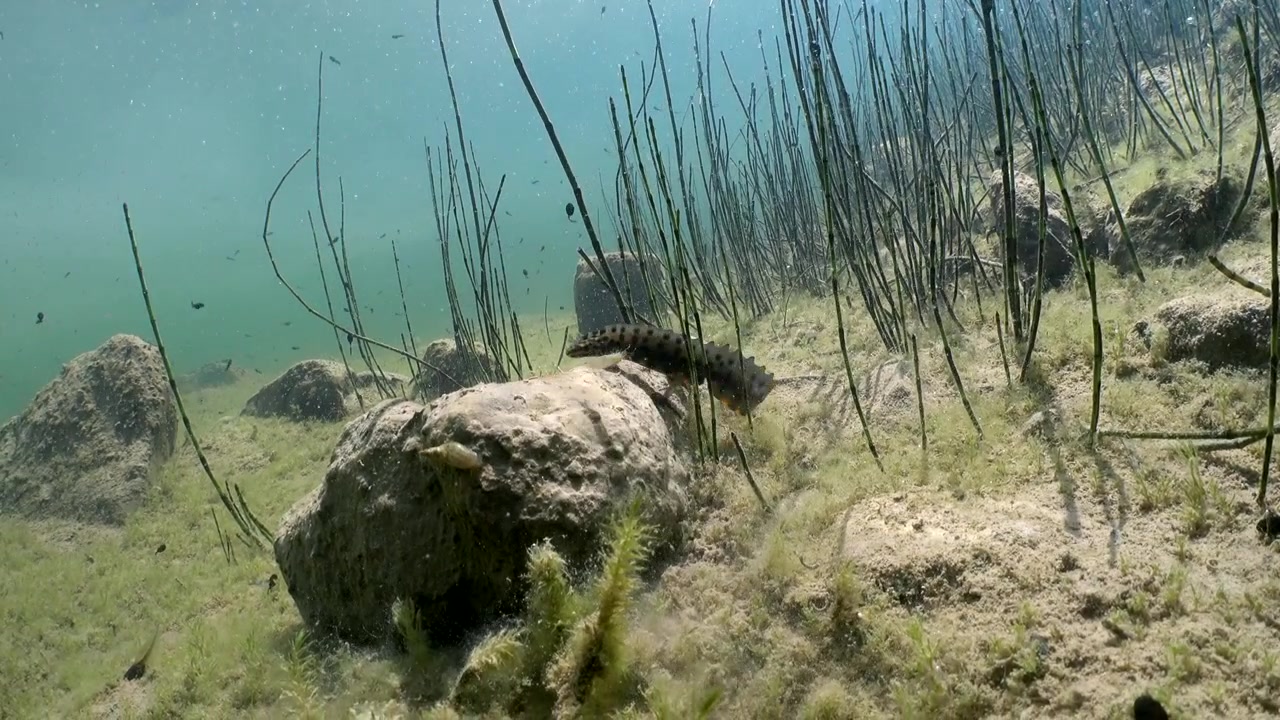 Ripresa subacquea di un tritone liscio maschio (Lissotriton vulgaris) che si arrampica su una roccia. Estonia