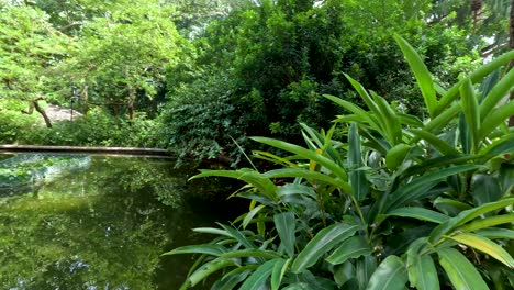 park scene with pond and lush vegetation