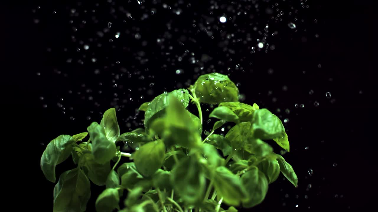 Innaffiare basilico fresco su sfondo nero, super slow motion a 1400 fps