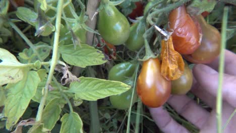 tomates de pera de chocolate demasiado maduros en la vid