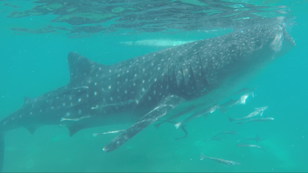 Eating Whale Shark With Small School of Fish at Oslob Cebu, Philippines