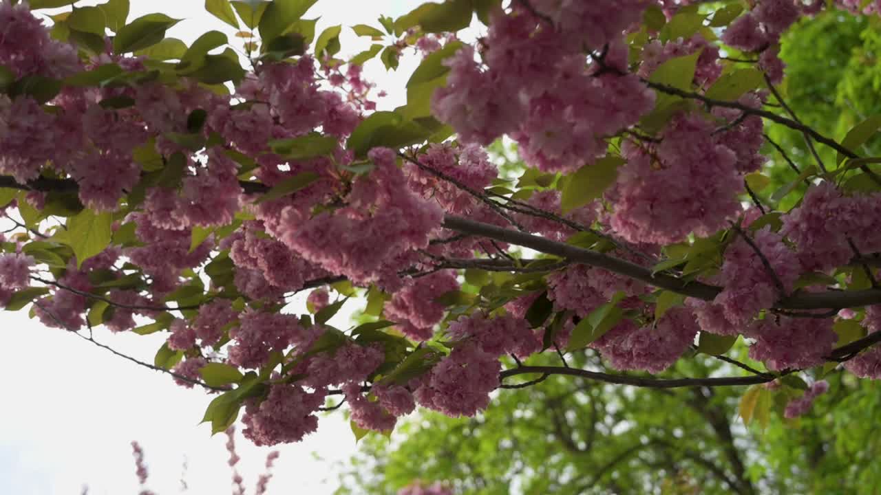 Closeup low angle dolly shot of a Japanese Cherry tree's blossoming branch, with other trees in the background at sunset - Filmed at T&oacute;th &Aacute;rp&aacute;d Promenade, Buda Castle, Budapest, Hungary