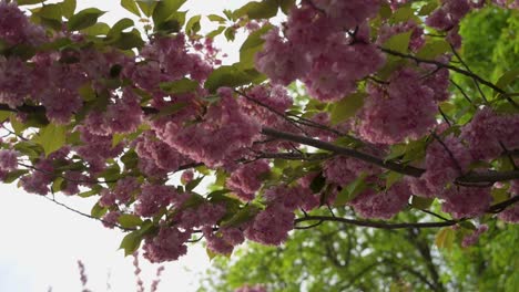 nahaufnahme mit niedrigem blickwinkel eines blühenden zweiges eines japanischen kirschbaumes mit anderen bäumen im hintergrund beim sonnenuntergang - gefilmt in tóth árpád promenade, buda-schloss, budapest, ungarn