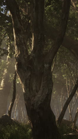 mysterious forest: sunlight through the trees