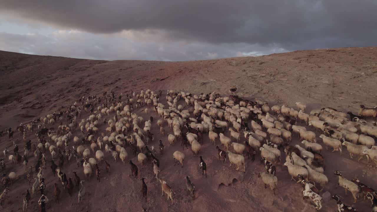 fotografía aérea siguiendo de cerca un rebaño de ovejas y cabras durante la puesta del sol, en el municipio de galdar en la isla de gran canaria, roque partido