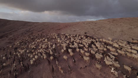 aerial shot closely following a flock of sheep and goats during sunset, in the municipality of galdar on the island of gran canaria, roque partido